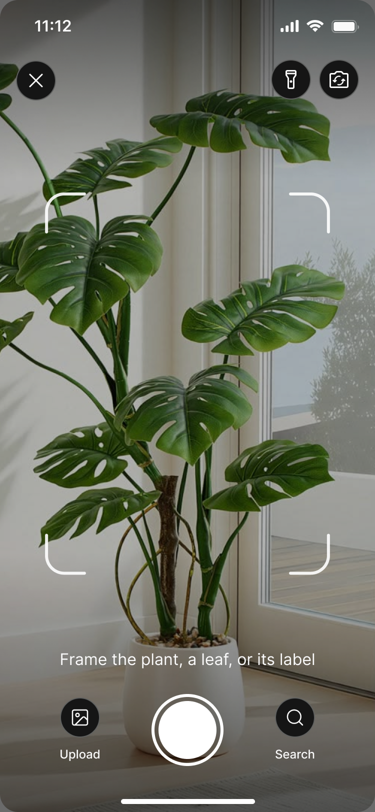 Cultum's scanner framing a Swiss cheese plant to identify it